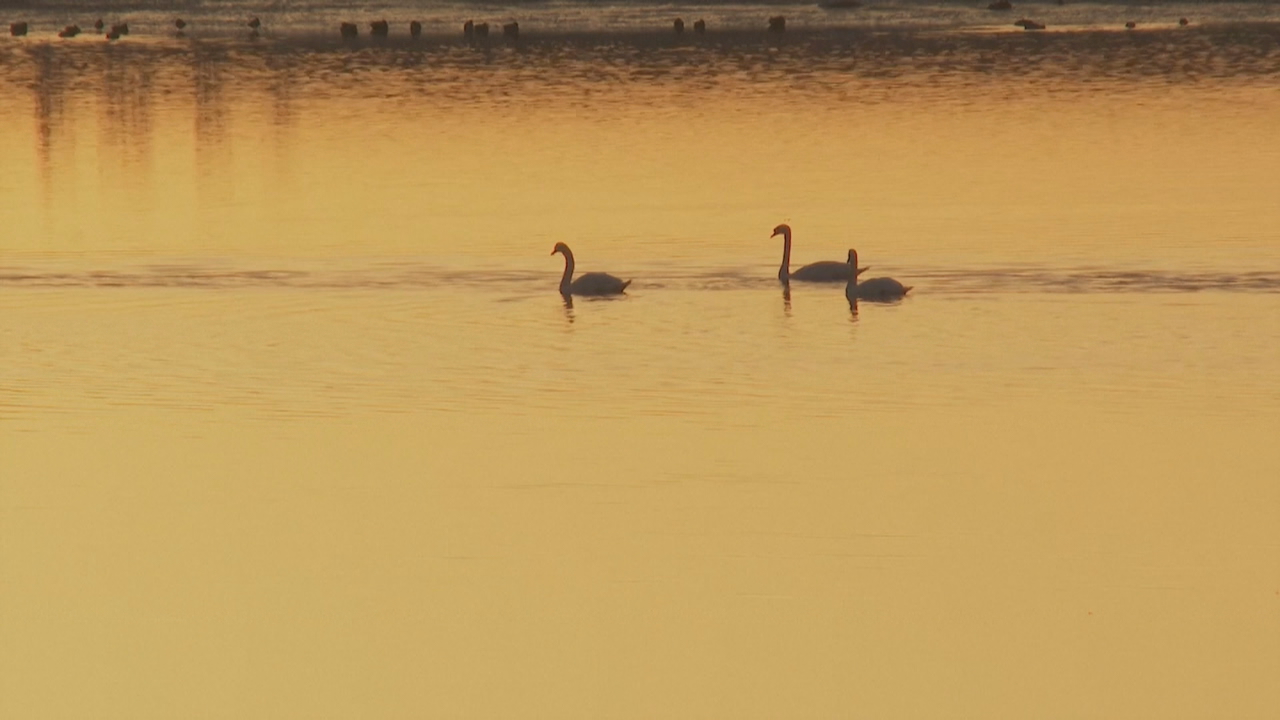 A gripe aviaria está presente en aves acuáticas de todo o mundo e pode transmitirse a aves domésticas como pitos e patos