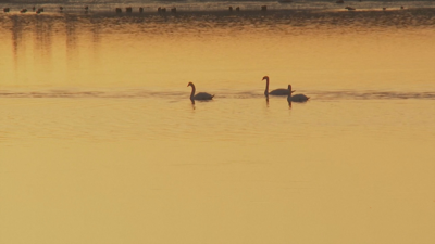 A gripe aviaria está presente en aves acuáticas de todo o mundo e pode transmitirse a aves domésticas como pitos e patos