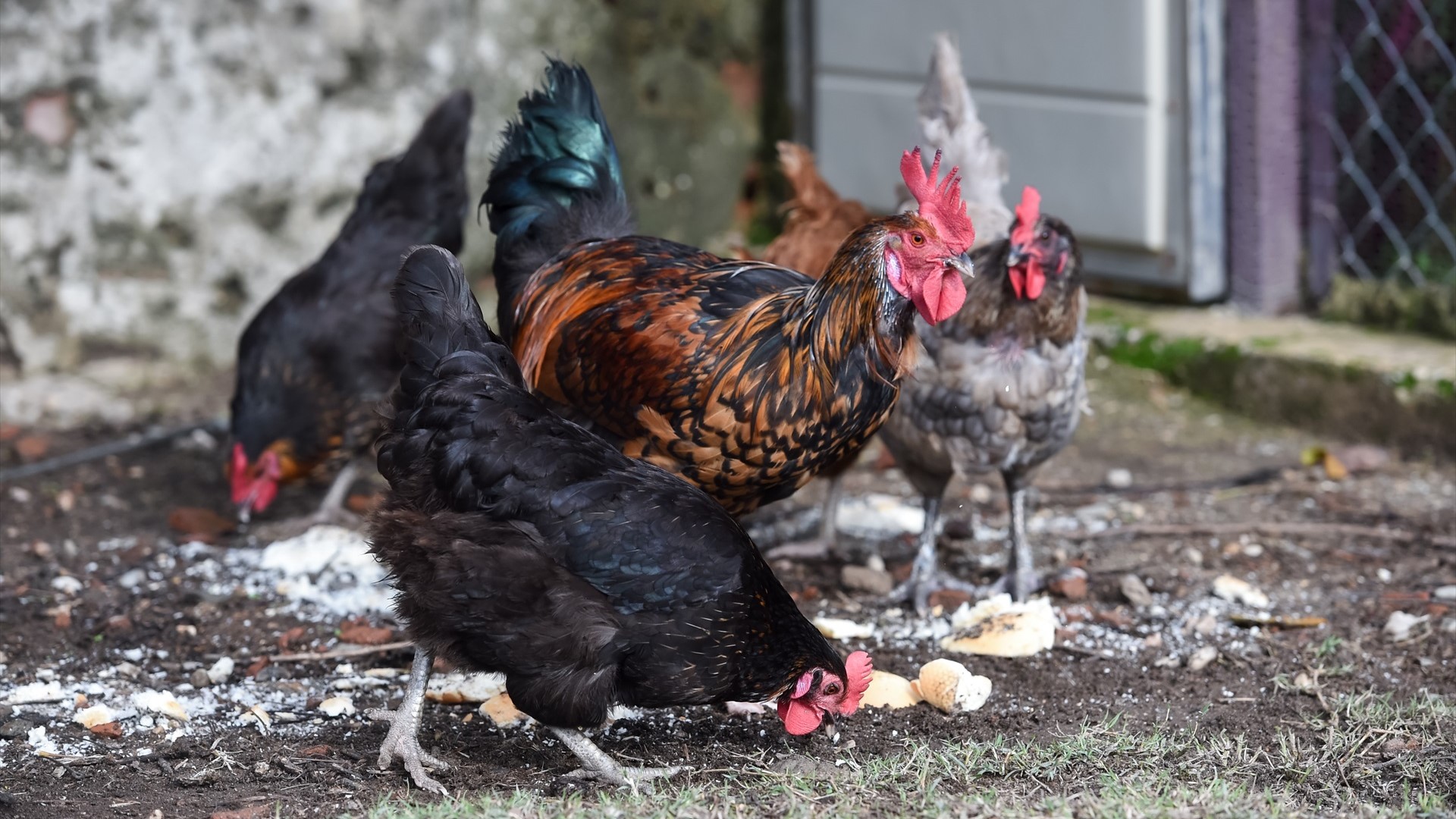 Imaxe de galiñas para ilustrar a noticia (EUROPAPRESS)