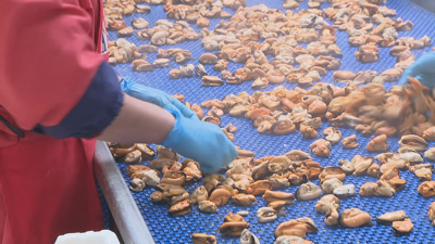 En Galicia hai ao redor de 30 conserveiras dedicadas á transformación do mexillón