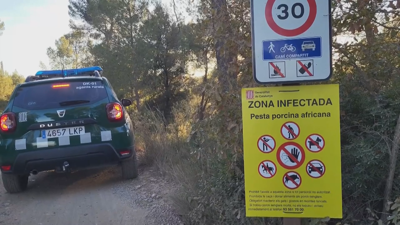 Detectados catro novos casos de peste porcina en xabarils na serra de Collserola