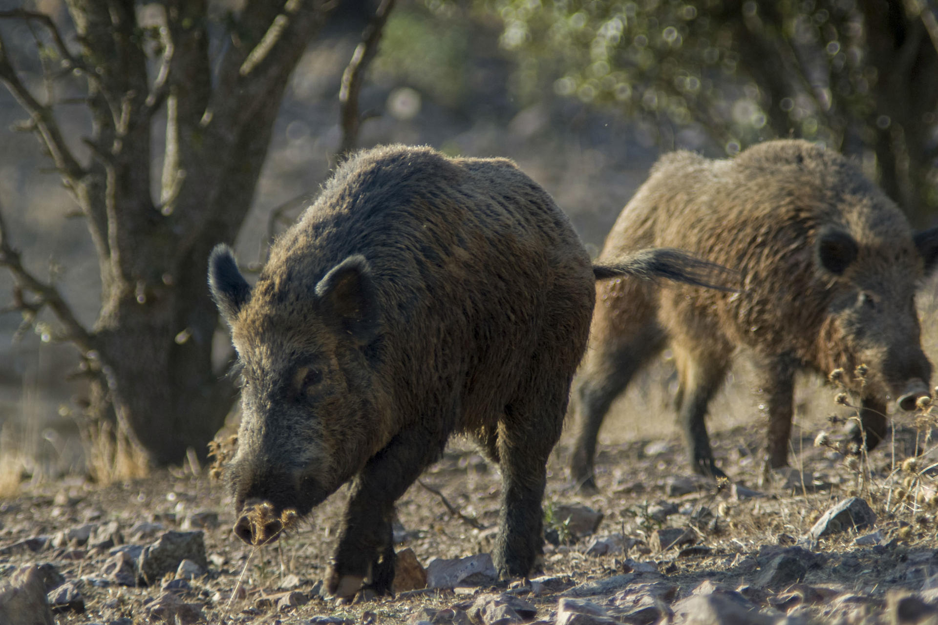 Imaxe de arquivo da peste porcina en Barcelona