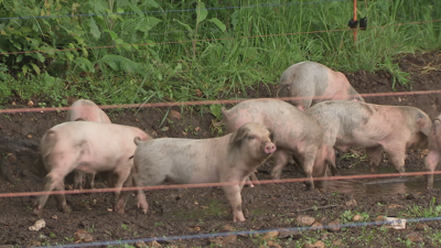 En Galicia hai un millón e medio de porcos censados que representan case o 4 % do total de España