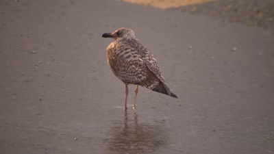En directo cámara da CSAG en Muxía