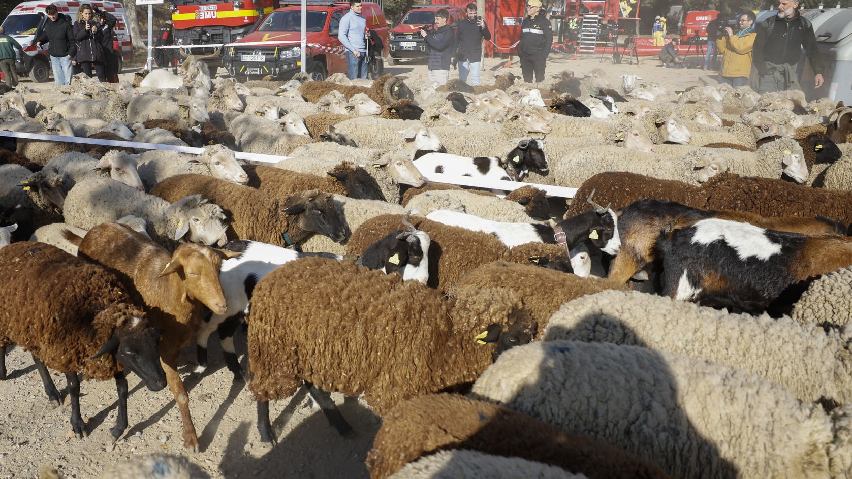 Rabaño de ovellas en proceso de desinfección do gromo da peste porcina africana (PPA) en Barcelona (EFE/Alberto Estévez)