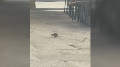 Unha rata na praza do Campo