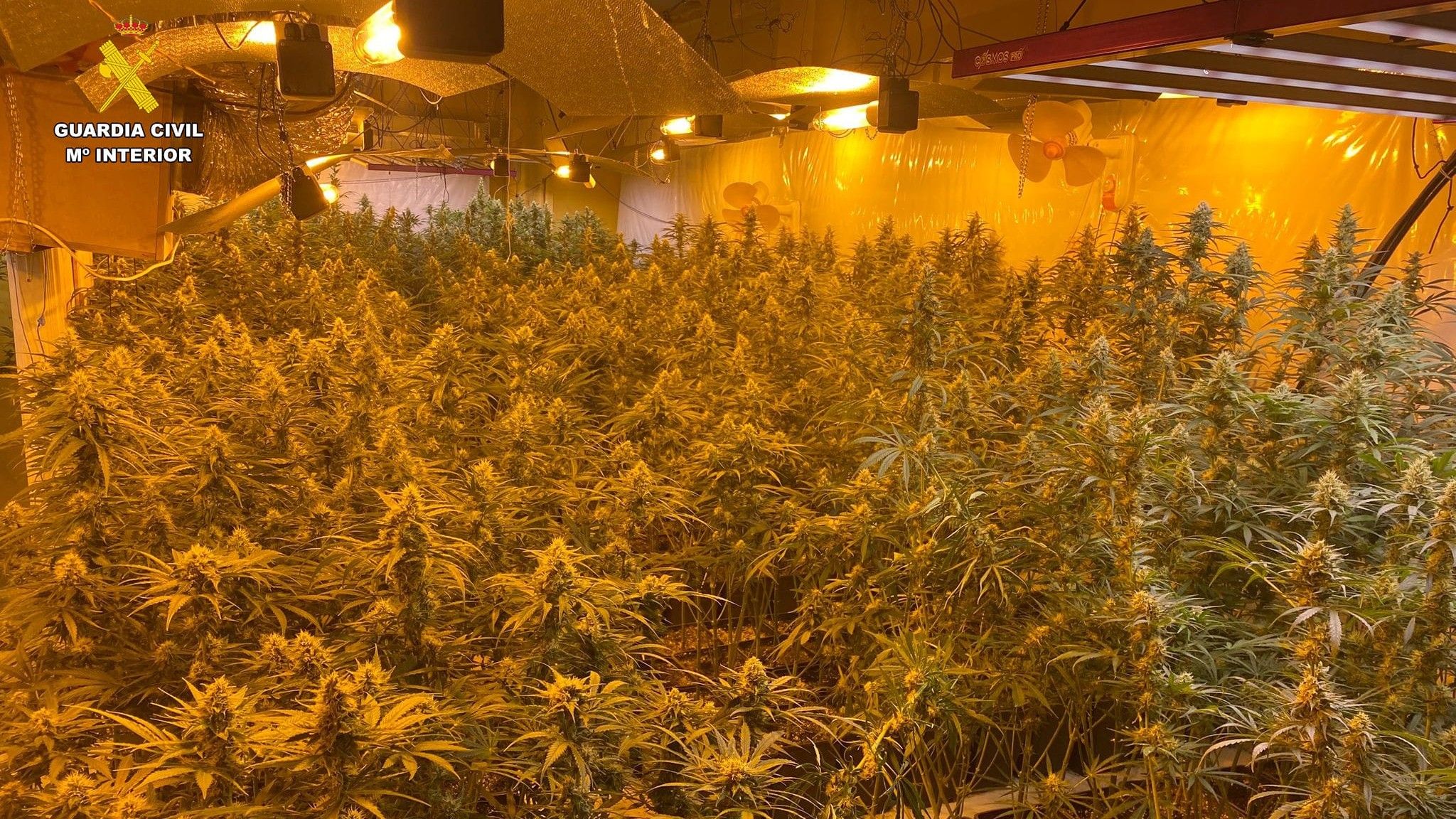 Desmantelamento da plantación de marihuana de Ames (Garda Civil)