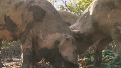 Galicia produce ao ano máis de 3 millóns de porcos, o 4 % da produción española