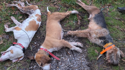 Recuperaron tres animais no filtro da central, e outro xa no río