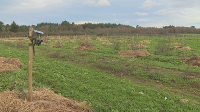 A raíz dos roubos instaláronse cámaras de videovixilancia na plantación
