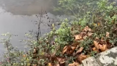 Imaxe do río Asma, en Chantada, cos restos de gasoleo na superficie da auga