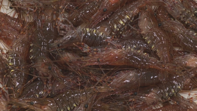 Un lote de camaróns na lonxa burelá