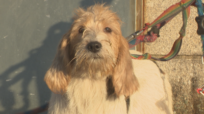 Imaxe dunha das catro femias petit basset griffon que os ladróns non chegaron a levar