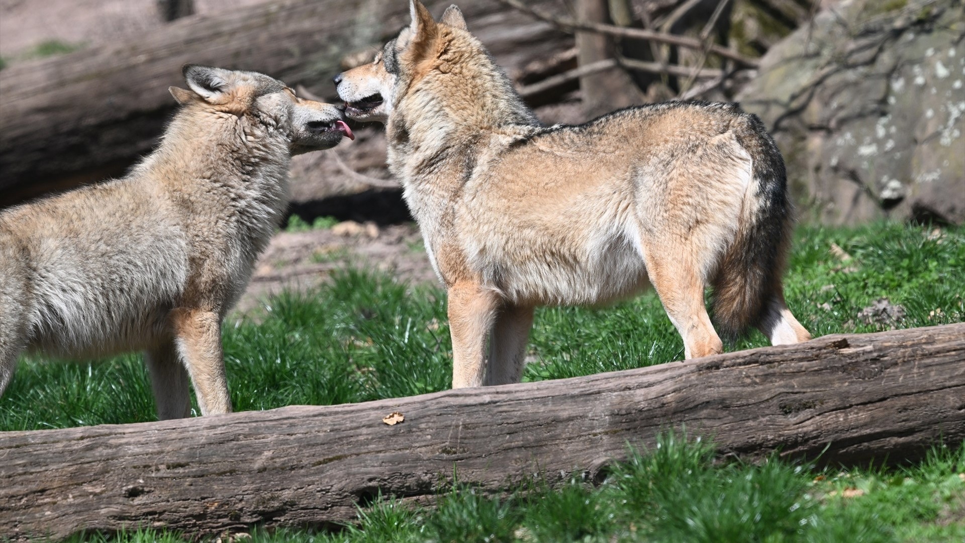 Imaxe de dous lobos (Arquivo Europa Press/Bernd Weißbrod/dpa)