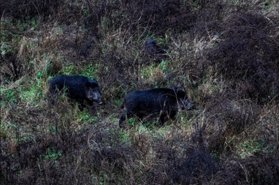 Dous xabaríns en Girona en decembro de 2025. Europa Press