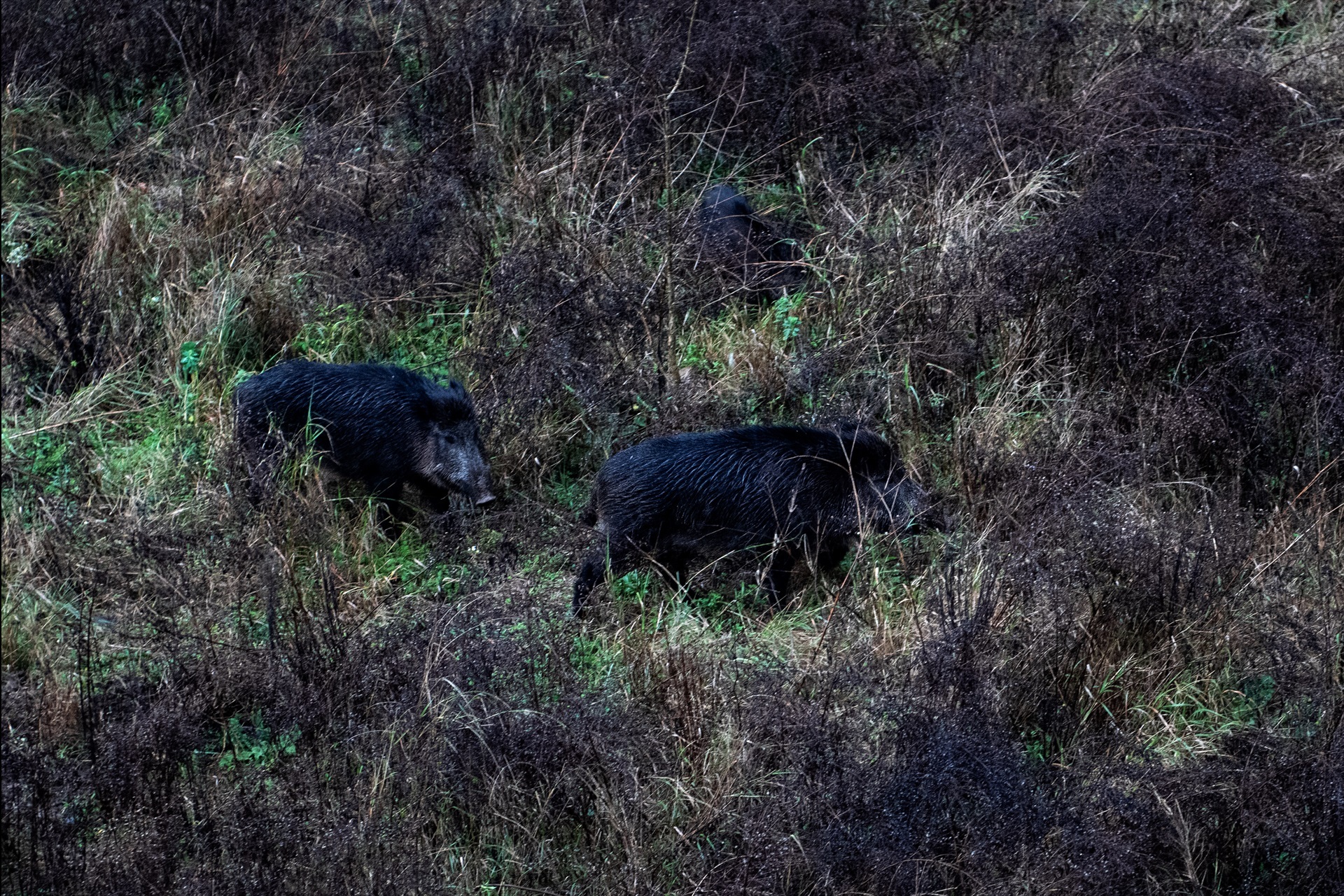 Dous xabaríns en Girona en decembro de 2025. Europa Press