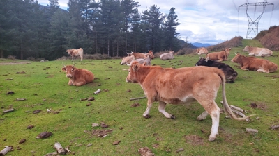 Imaxe de vacas en liberdade nos montes de Bizkaia ( Arquivo  / Europa Press)