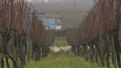 O rabaño leva quince días pacendo na parcela de Tremoedo que a adega Granbazán ten en Vilanova de Arousa