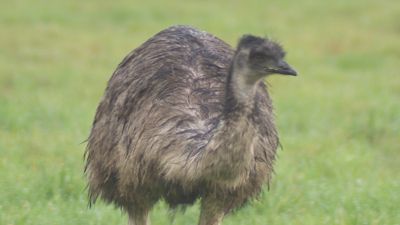 O emú nunha finca de Meriz, en Coles