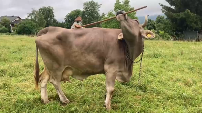 Veronika, vaca que emprega unha vasoira para rascar o corpo