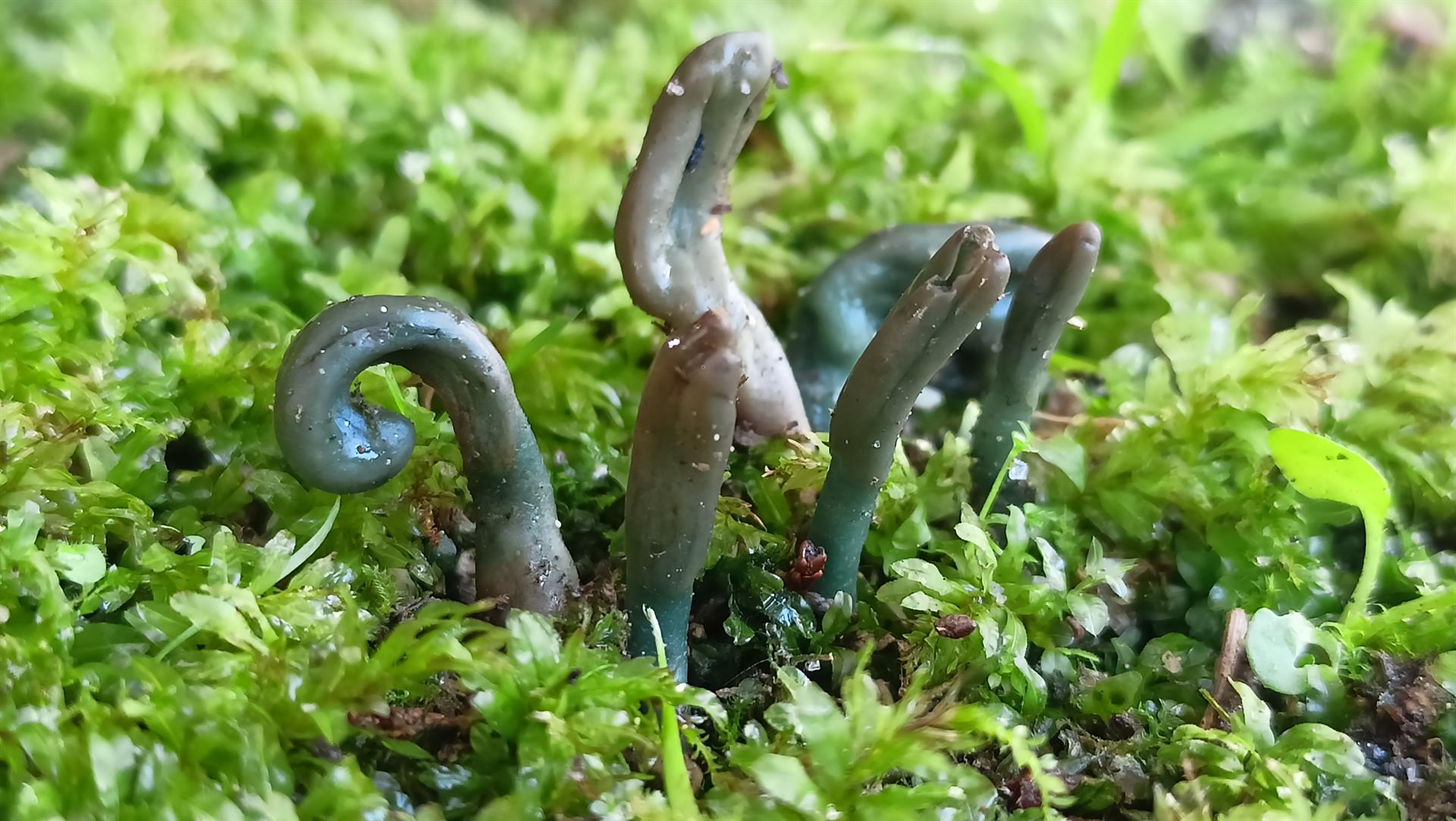 Especie de cogomelo inédita en Galicia encontrada no Pazo de Mariñán, en Bergondo (Imaxe da Deputación da Coruña)