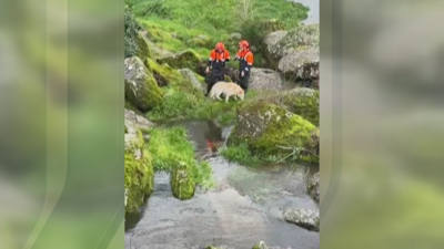 Imaxe do rescate do can