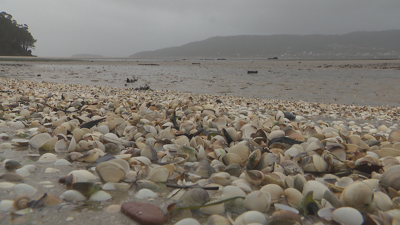 Berberechos mortos na praia de Testal en Noia