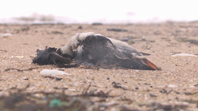 Un dos araos papagaio que apareceu morto na praia da Lanzada