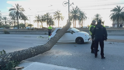 Na foto unha árbore cae sobre un coche en Cataluña / Na galería imaxes da estrada colapsada en Cáceres