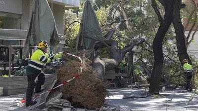 Árbore caída en Barcelona por mor do vento intenso que azouta Cataluña (EFE / Marta Pérez)