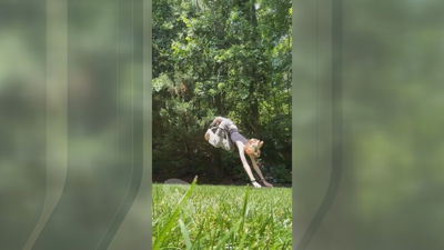 Un 'therian' salta coma o mamífero co que se identifica