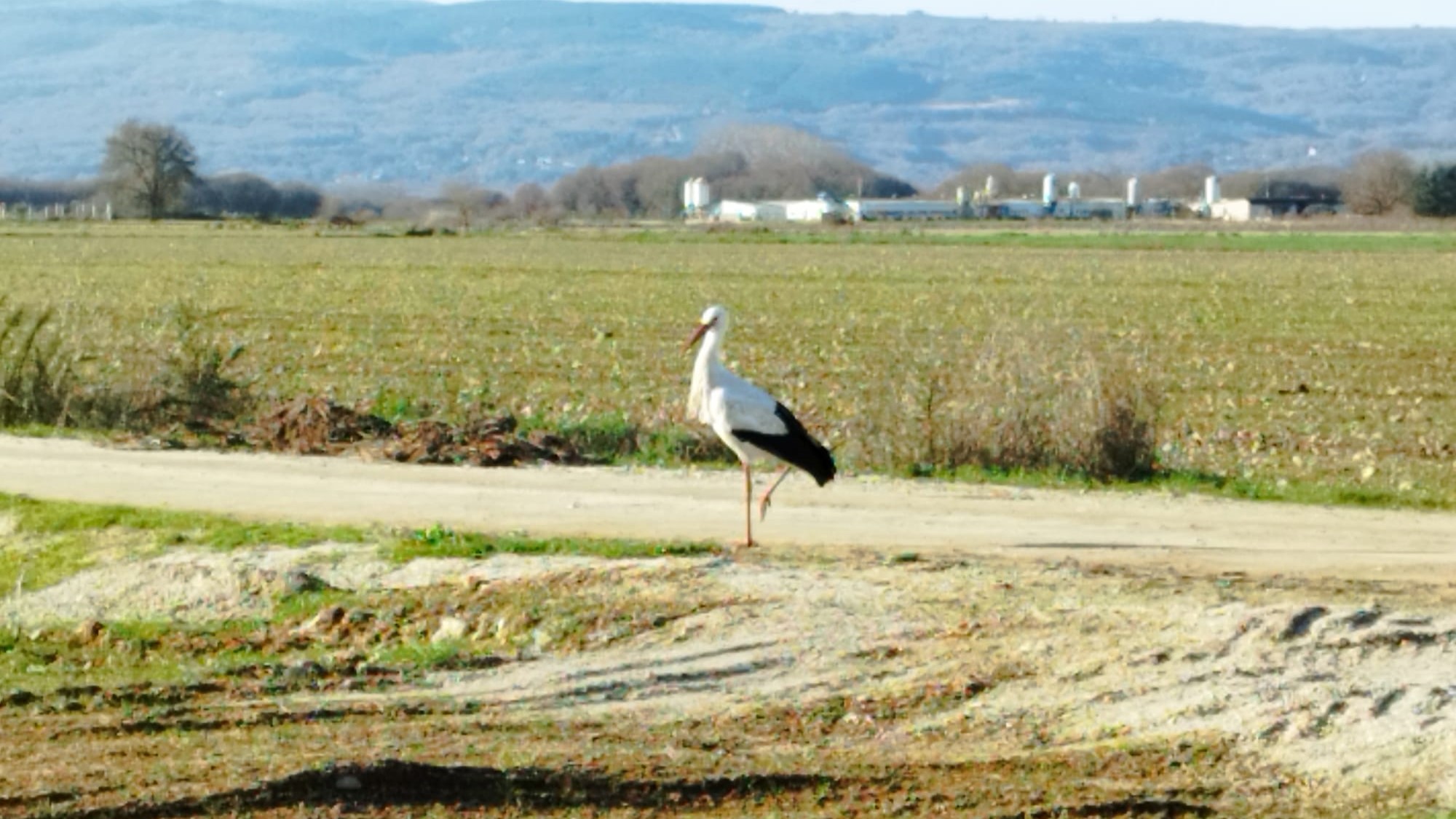 A Limia é unha das comarcas máis interesantes para ir ver as garzas. Foto: cmb
