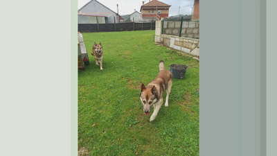 Imaxe dos cans feitas por un veciño cando asaltaron a sua propiedade hai uns días