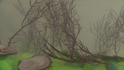 Os corais rehabilítanse en acuarios na lonxa de Ribeira antes de volver botalos ao mar