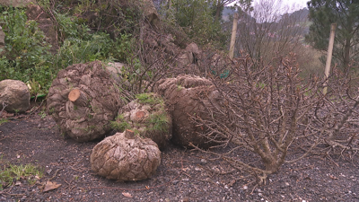 As árbores estaban almacenadas nunha leira municipal, a carón do cemiterio