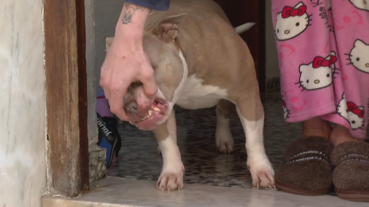 As secuelas da mordedura do can, dunha raza semellante á deste, foron claves para dar co asaltante