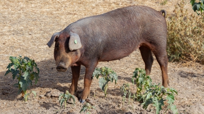 Arquivo Europa Press