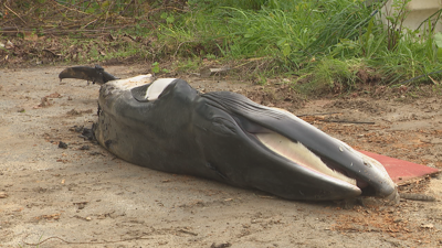 Balea aparecida morta na praia de Santa Cristina, Oleiros