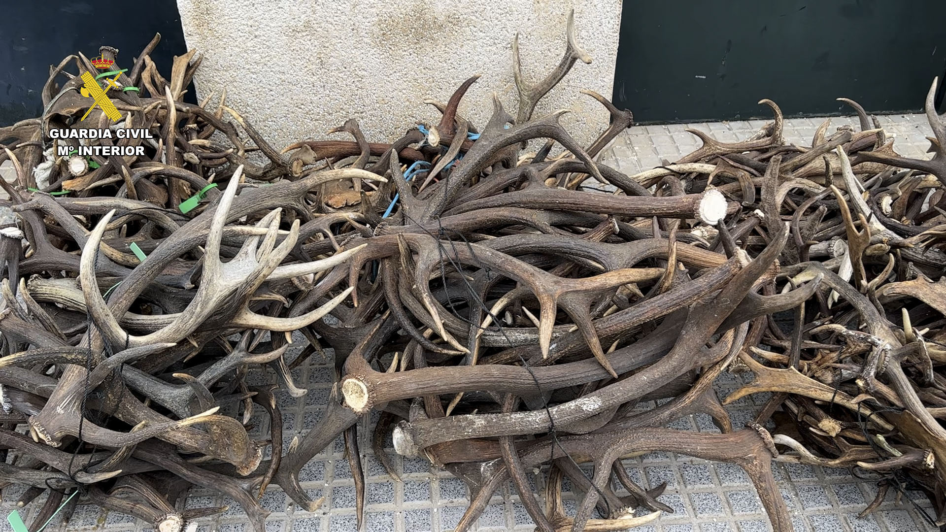 A cornamenta intervida. EFE/Garda Civil