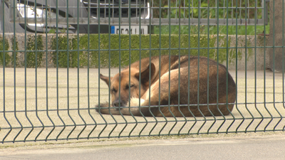 Can abandonado en Os Palleiros, en Pontevedra
