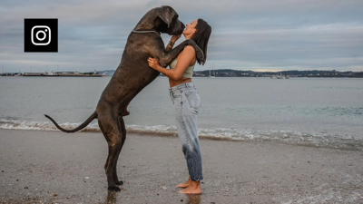 O porte de Jagger chama a atención con 95 centímetros de cruz e 85 quilos de peso