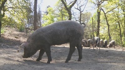 Exemplares de porco celta nunha explotación desta raza autóctona