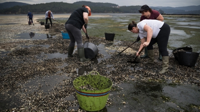 Retirada de bivalvos mortos na ría de Noia (Elena Fernández/Europa Press)