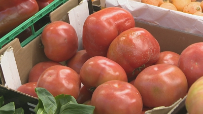 O frío interrompe a madruación do tomate e fai que se abrande.