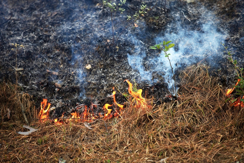 Queima forestal. Arquivo.
