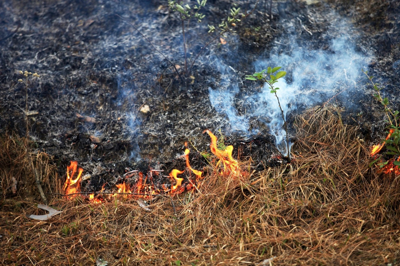 Queima forestal. Arquivo.