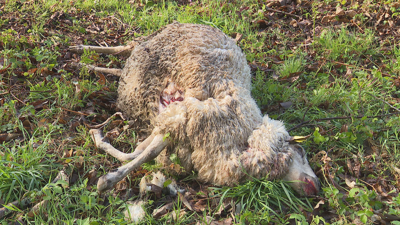 Imaxe de arquivo dun ataque do lobo