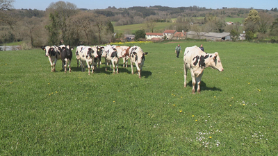 Explotación de vacún en Curtis
