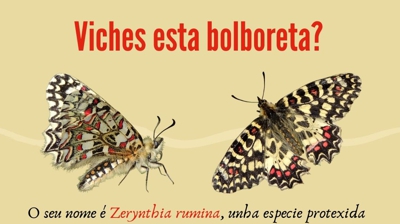 Soceme anima os visitantes da illa de Ons a informalos se atopan algún exemplar