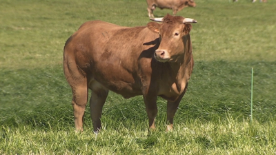 Exemplar de rubia galega na granxa onde Henry Cavill adquiriu un lote de cabezas de gando